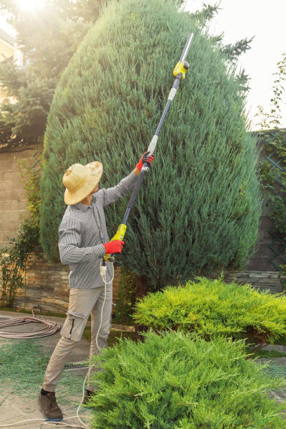 Professional Tree Removal and Landscaping Services in Snoqualmie, WA